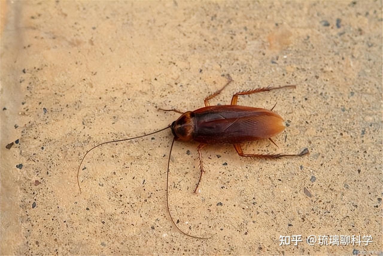 蟑螂摄影图__昆虫_生物世界_摄影图库_昵图网nipic.com