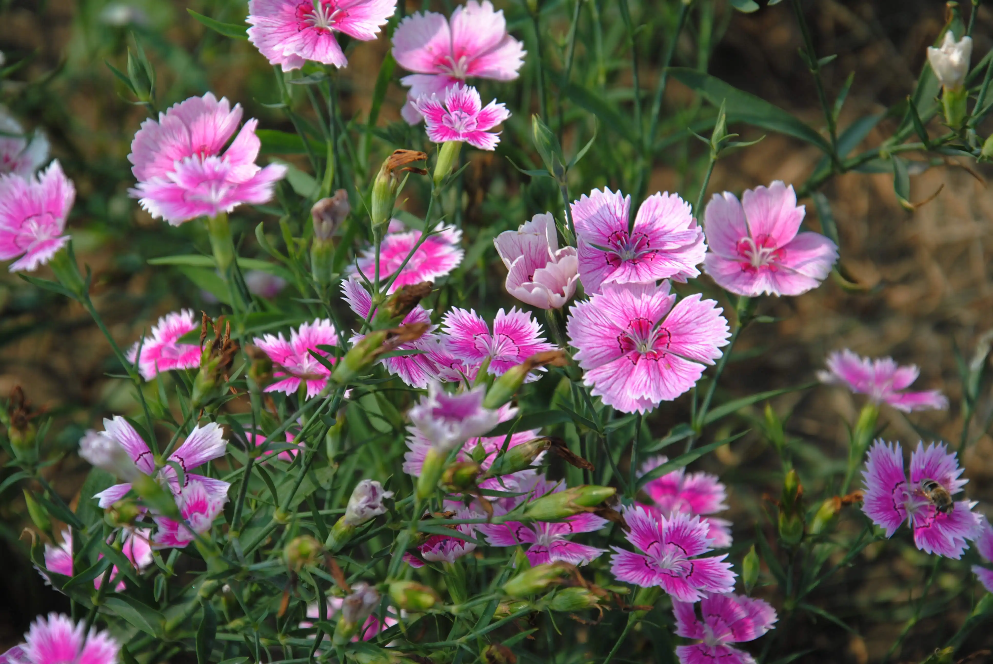 夹竹桃70.荷包牡丹71.西番莲72.金丝桃花73.翦秋纱花未找到74.