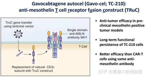 93%患者肿瘤消退，疾病控制率77%！新型T细胞疗法靶向间皮素阳性实体瘤初显锋芒 - 知乎