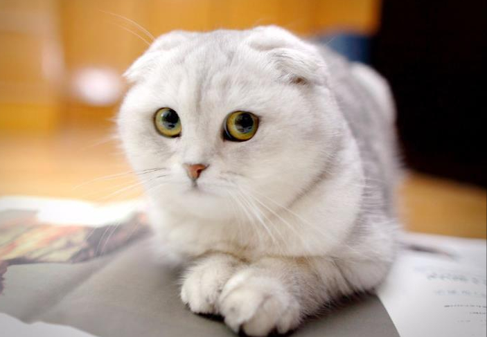 PG电子游戏- PG电子平台- PG电子官方网站喜马拉雅IPO：持续以AI进行赋能以技术实现全场景拓展