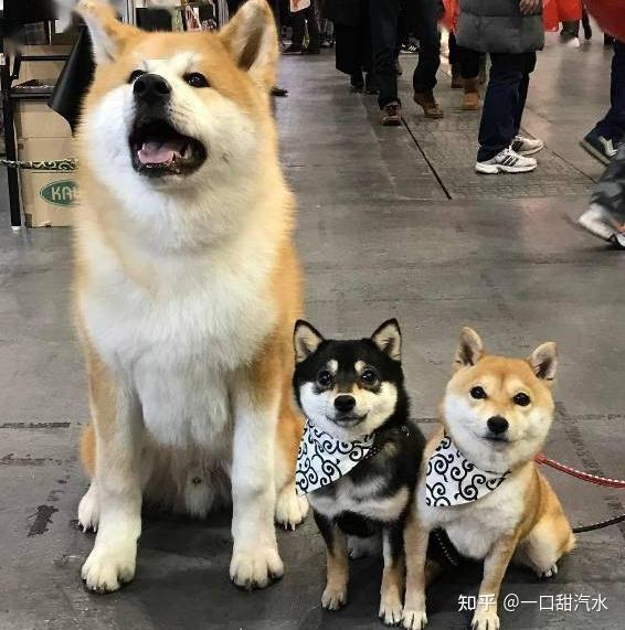 秋田和柴犬傻傻分不清楚其实它们的区别可大了