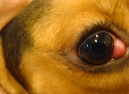 狗狗眼睛晶体脱落图片