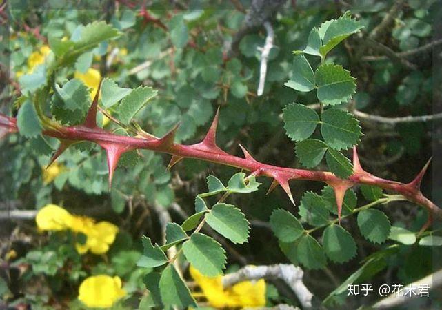 有刺植物的刺是如何起源和演变的?有什么类型和效用? - 知乎
