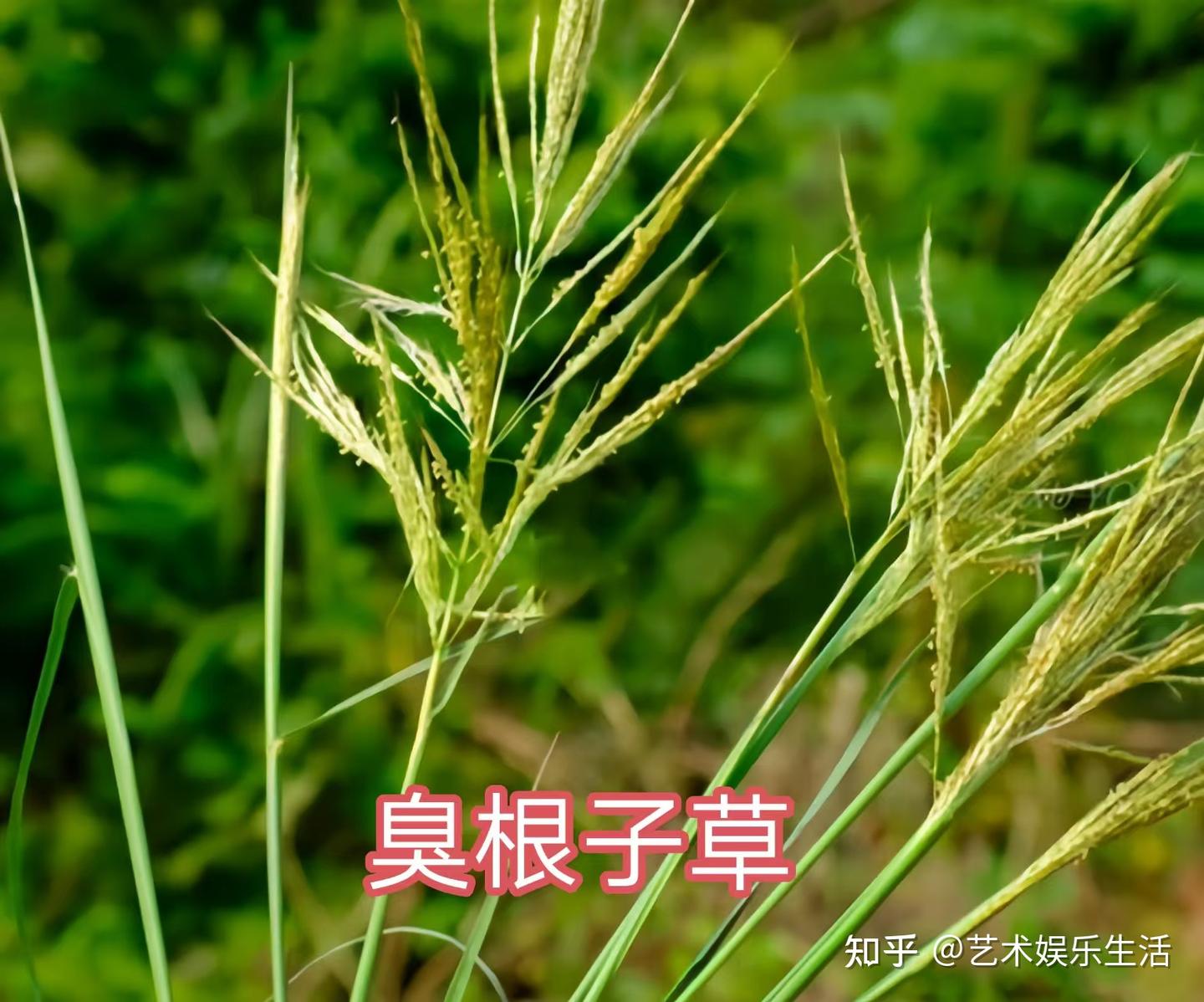 禾本科黍亚科的88种代表植物 - 知乎