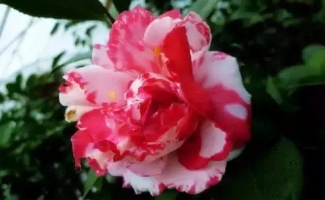 又是一年茶花盛开时 世界10大名贵茶花品种 你认识几种 知乎 又是一年茶花盛开时 世界10大名贵茶花品种 你认识几种 知乎