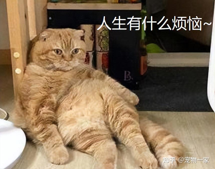 橘猫为什么容易胖