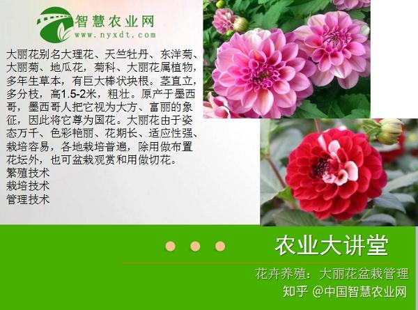 大丽花图片养殖方法图片