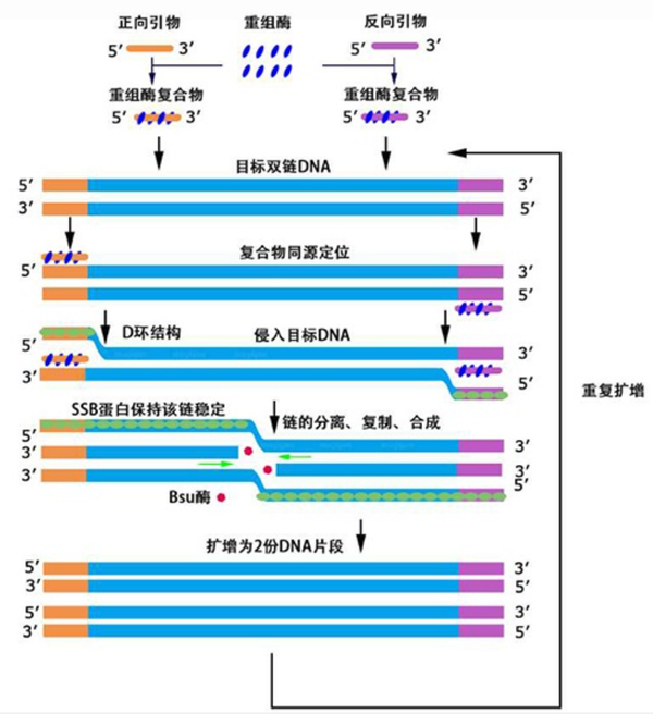PCR、LAMP、RPA核酸扩增技术的比较 - 知乎
