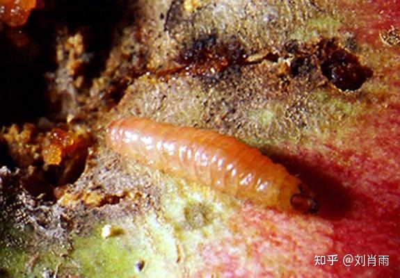 图说梨小食心虫丨梨小食心虫寄主范围为害症状