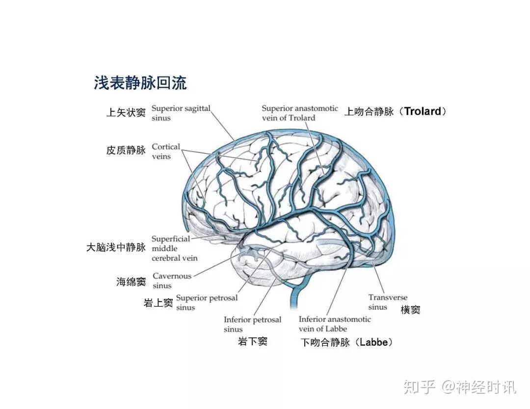 【高清版】脑血管解剖思维导图，满满的干货！_动脉