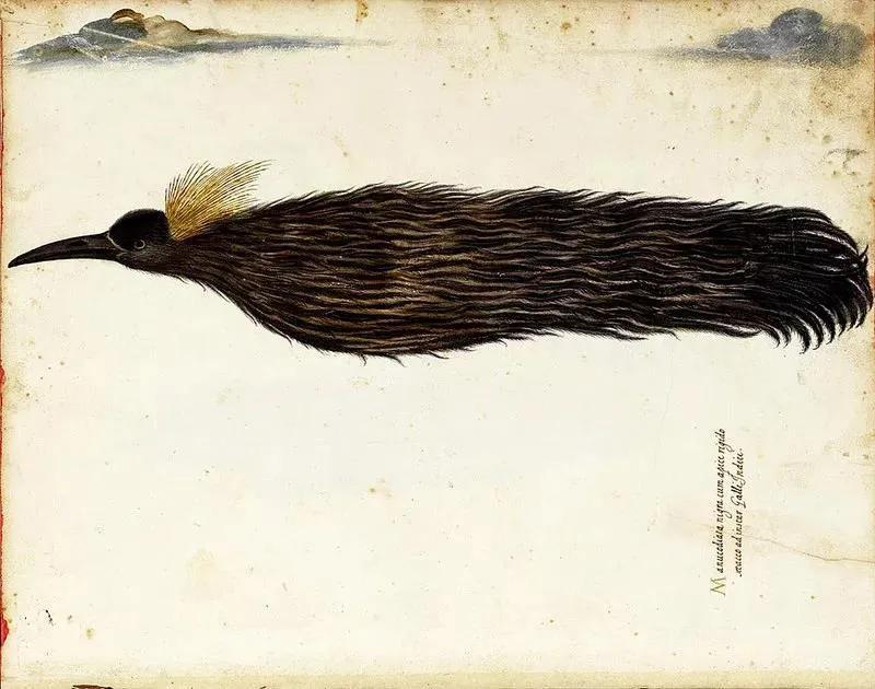 无脚鸟存在吗连睡觉交配都不落地的那种