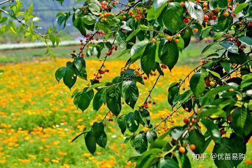 如分布范围比较广的国槐,苦楝,皂荚,乌桕,五角枫等等,不仅树形优美