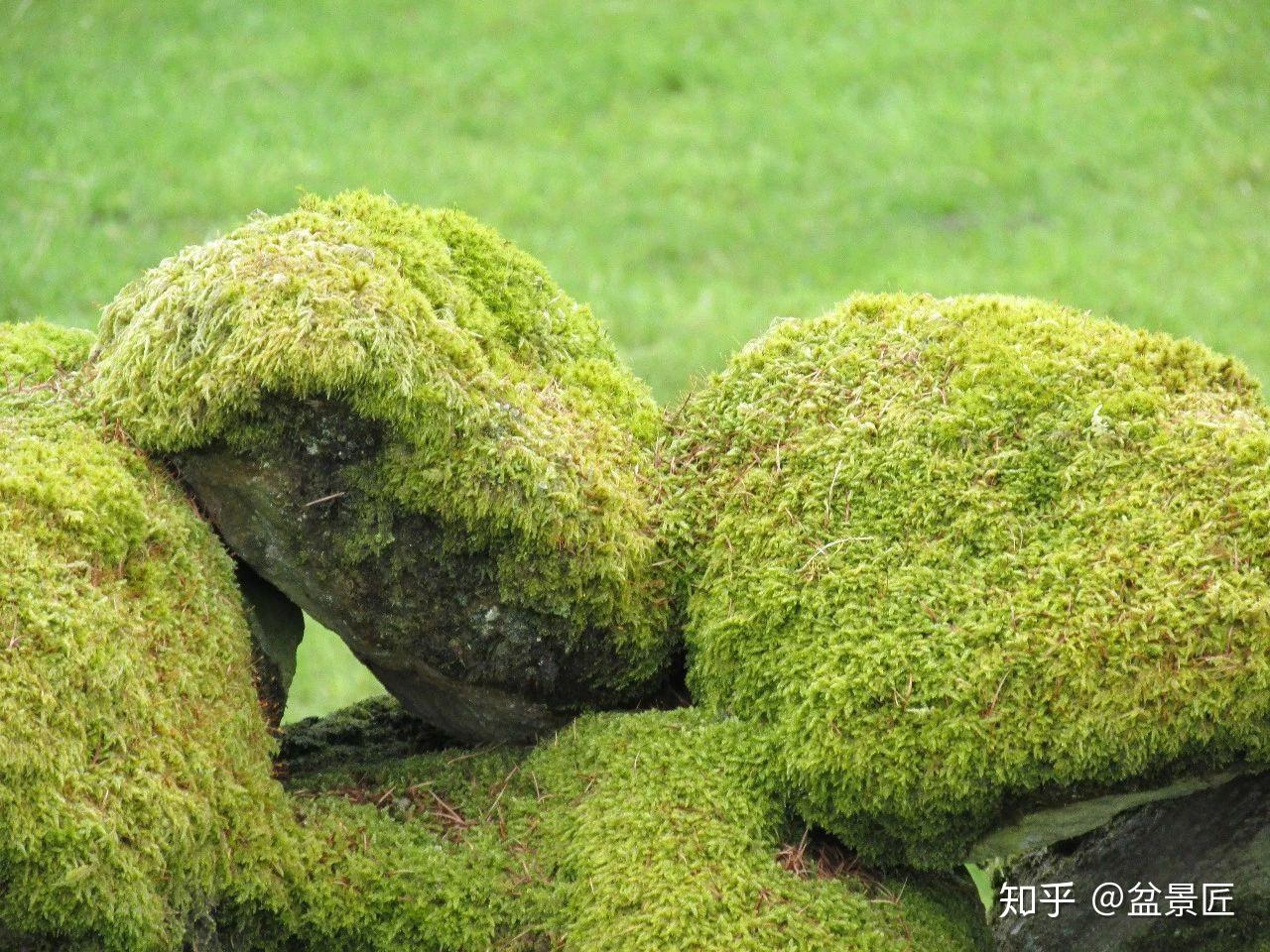 【苔藓植物1摄影图片】生态摄影_太平洋电脑网摄影部落