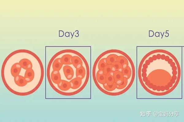 5天囊胚如何培育呢?囊胚的着床过程是怎样的? - 知乎