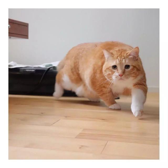 肥橘猫的忧伤,只有发胖少女能明白 - 知乎