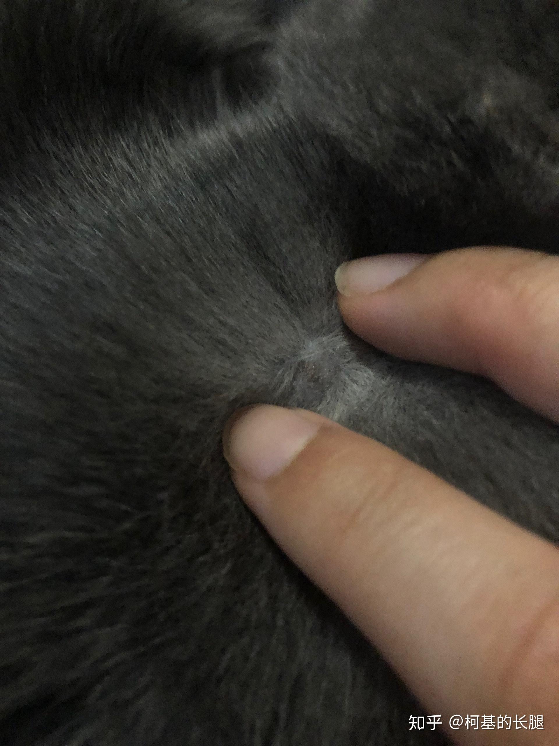 猫身上有痂状物可以抠下来吗