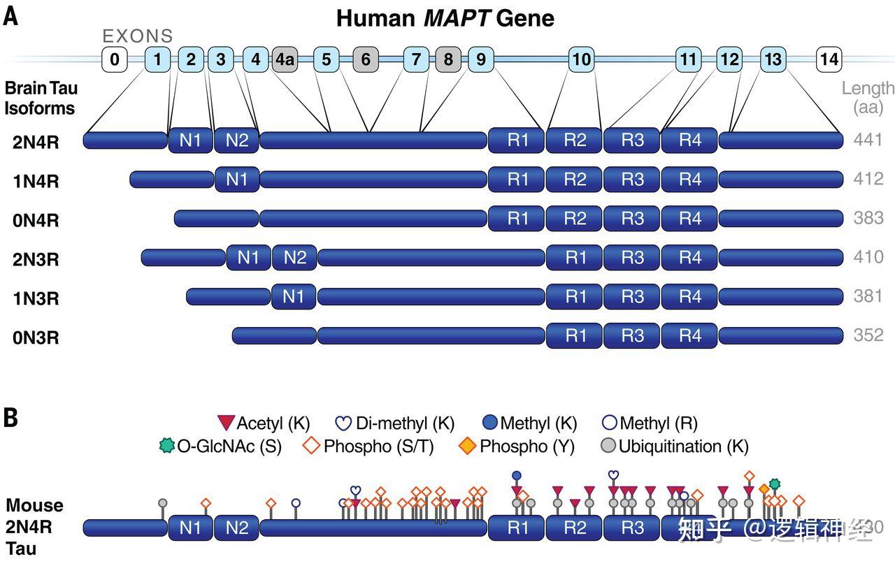 Science综述︱tau蛋白: 脑疾病促使者及靶向治疗策略 - 知乎