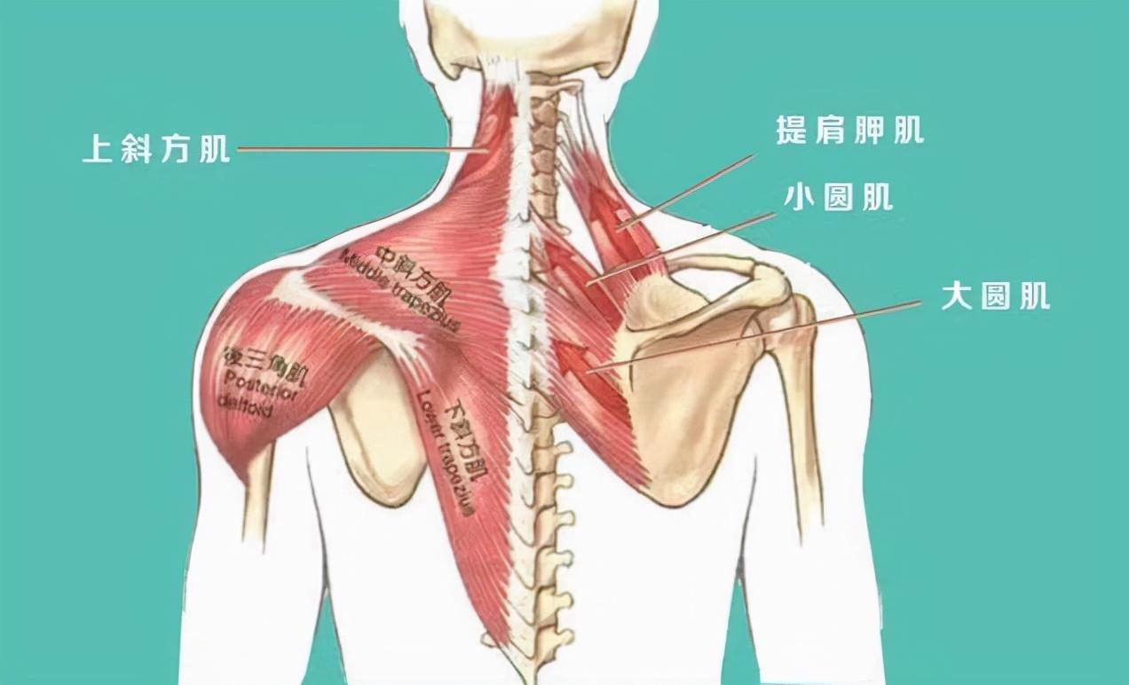 图3-19 肩胛骨(外侧面观)-骨科临床解剖学-医学