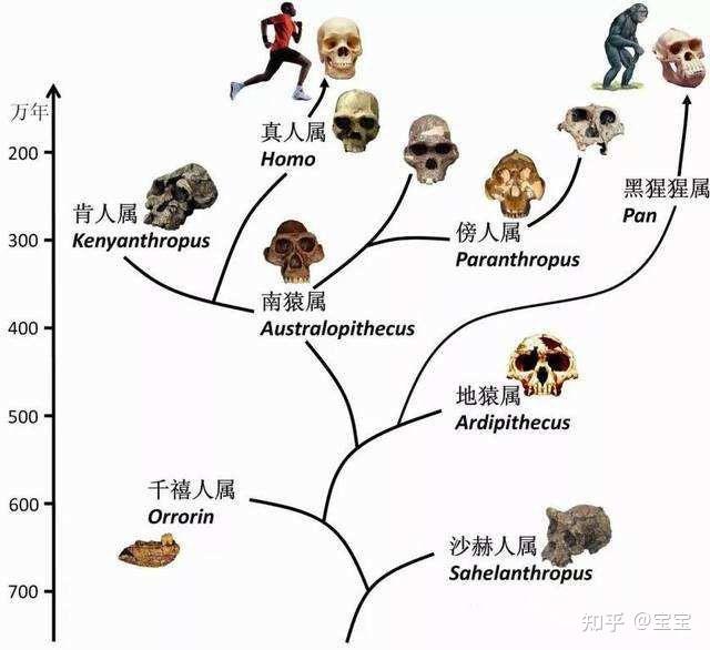 人类演化历程 - 知乎