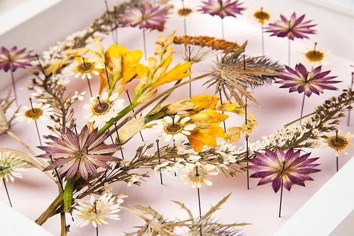 梦境般的“压花”艺术,让你无法抵御的植物美学 - 知乎