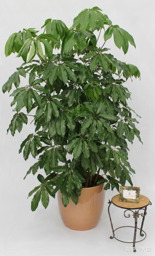 13种家大叶大的植物