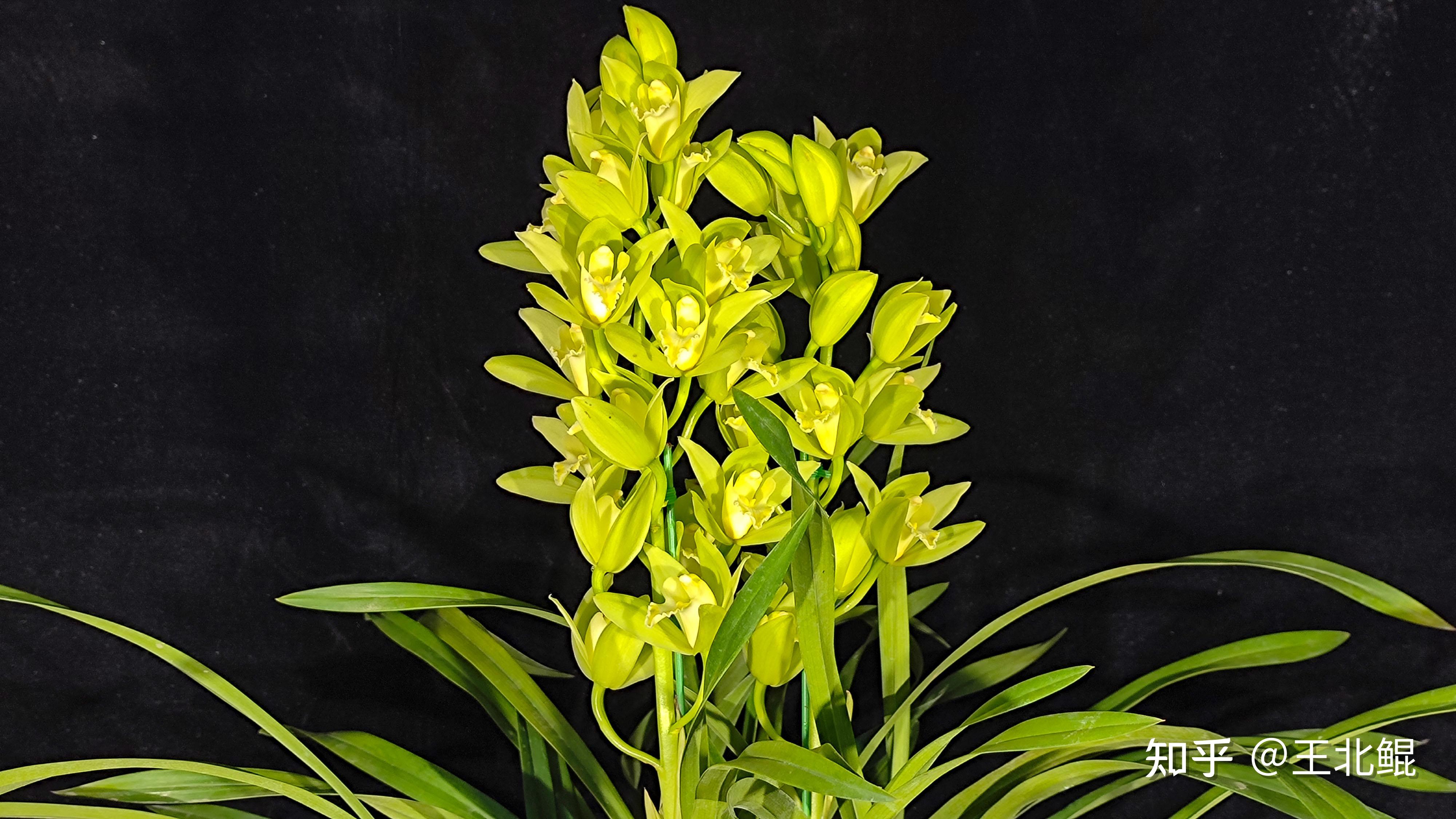 蕙兰 绿精灵蕙兰 绿精灵最后来个颜色喜庆点的蕙兰 湘妃宽带叶形,唇形