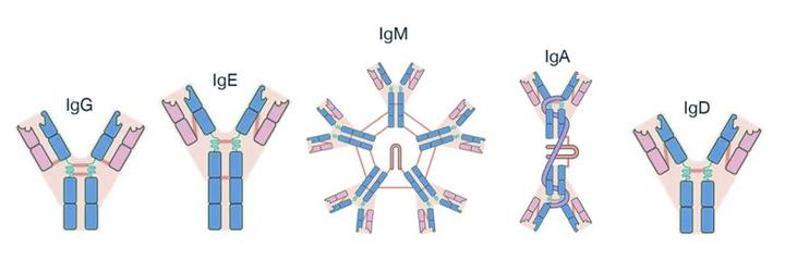 一文教你读懂免疫球蛋白：IgA、IgM、IgG、IgE、IgD - 知乎