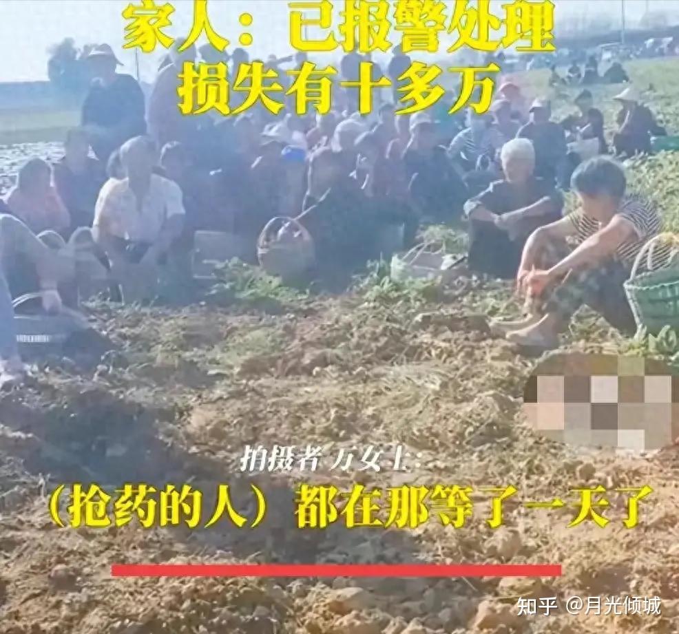 河南周口药材被哄抢后续实际损失约3万元药材已基本追回