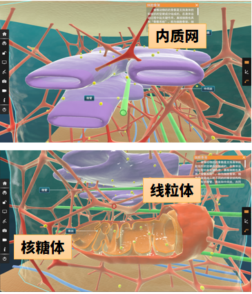 【高中生物】什么是细胞骨架,它的微观结构以及与之对应的功能是怎样的? - 知乎