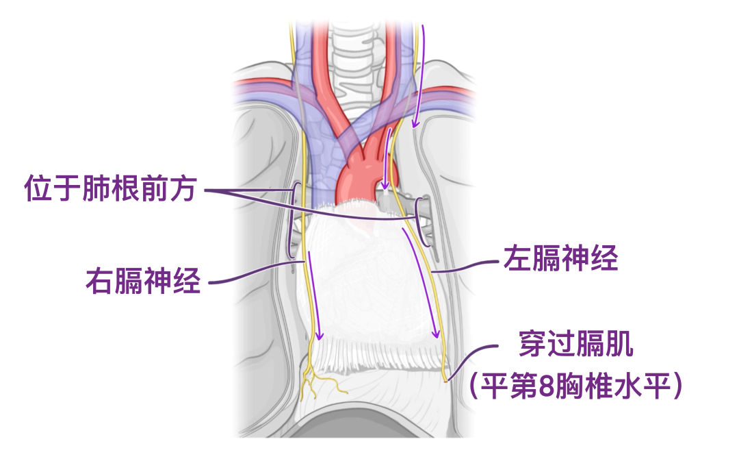人体解剖学基础:上纵膈 - 知乎