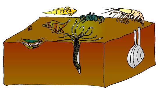 笨蛋章鱼烙饼章鱼萌萌哒章鱼小飞象章鱼你到底是个啥776777