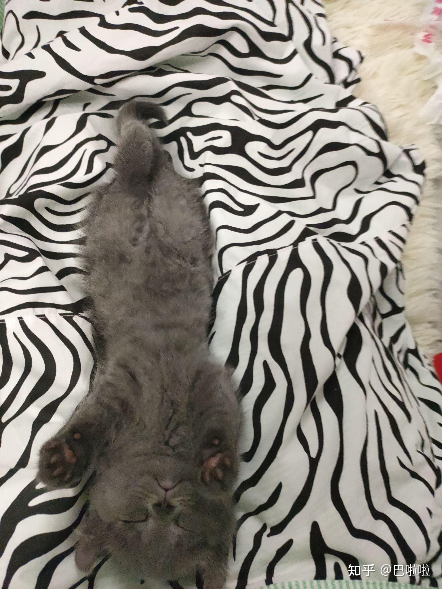 卷耳蓝猫耳朵为什么是硬的?