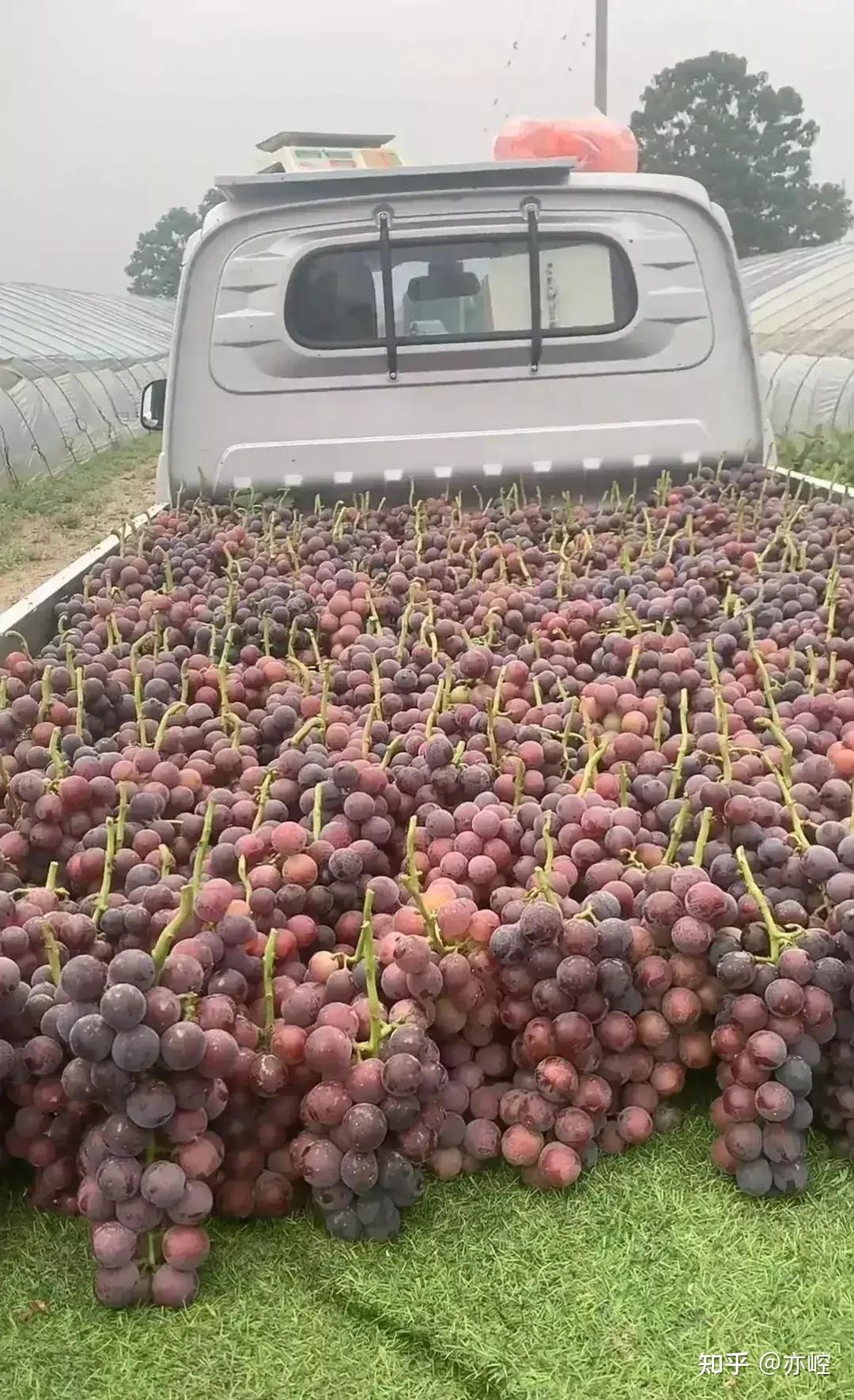 看到这一车的红葡萄,卖相喜人,被整整齐齐地放在车上.