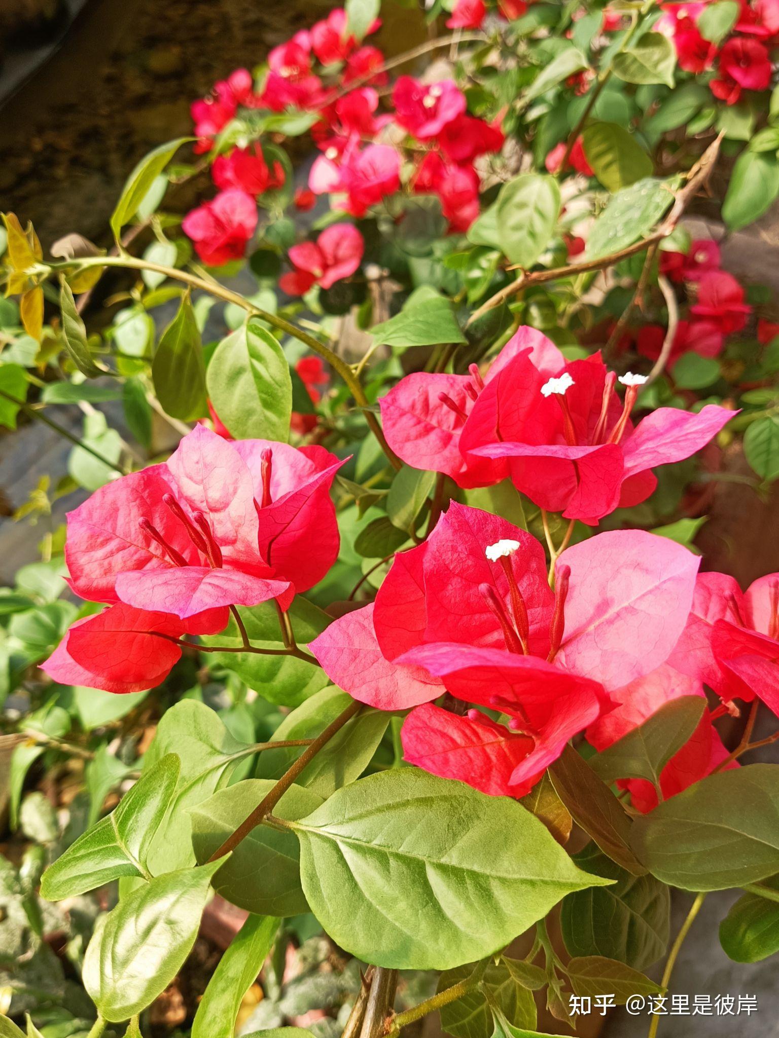 叶子花不是三角梅|你知道吗? - 知乎