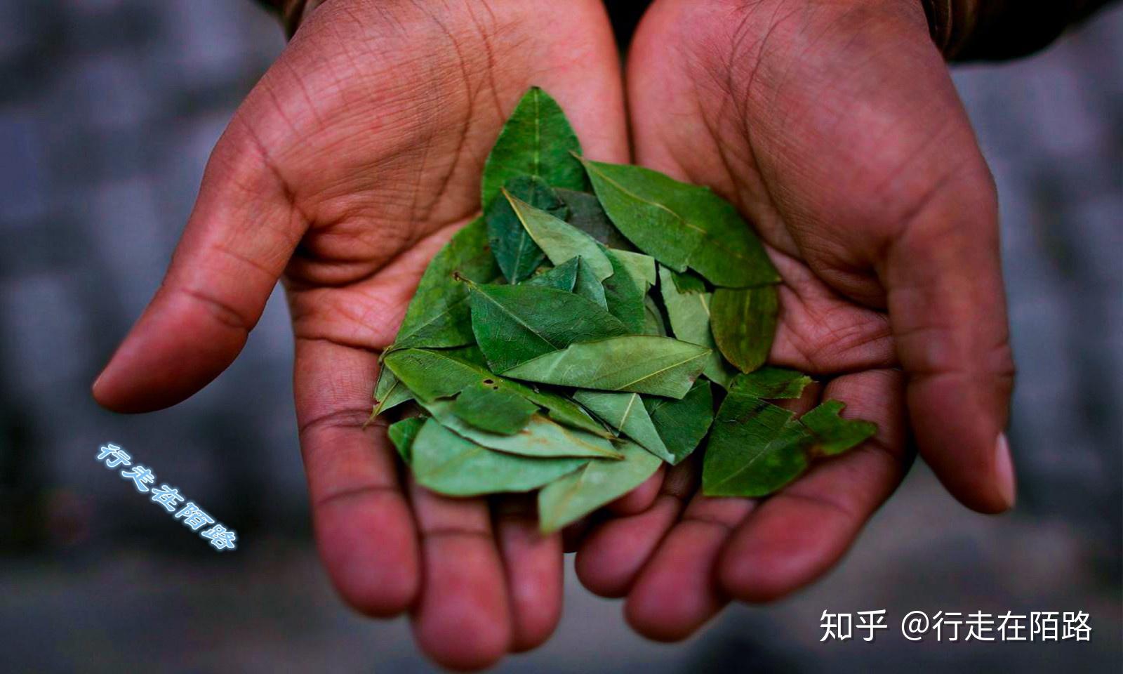 海拔4100米的首都：高反就嚼古柯叶，出门买菜坐缆车 - 知乎