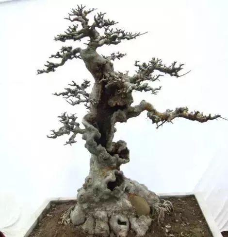 "马眼"的形成使得树桩盆景更显苍伤古朴.