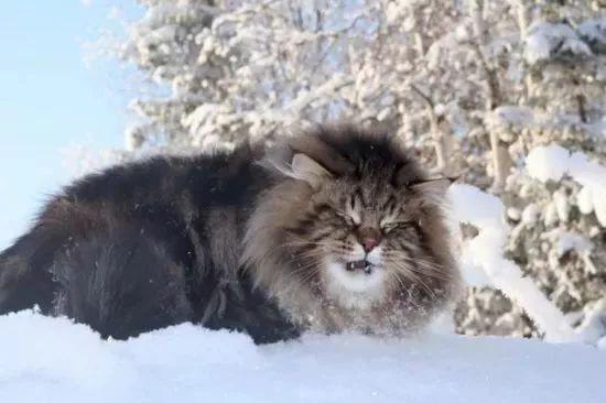 能拉雪橇的森林猫