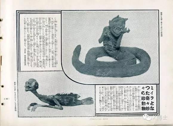 来,让我们做一个美人鱼标本|x 博士 - 知乎