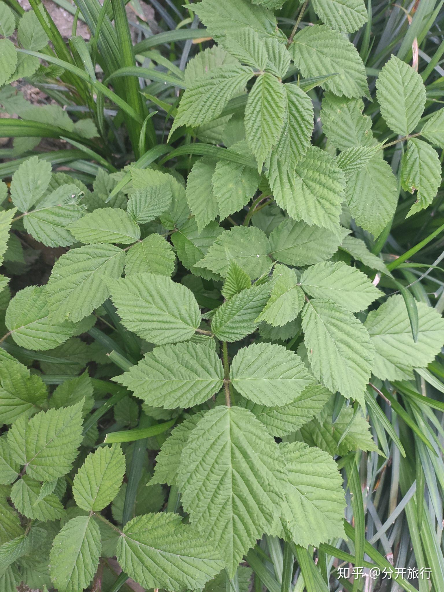蓬蘽(péng lěi)三月泡,野草莓