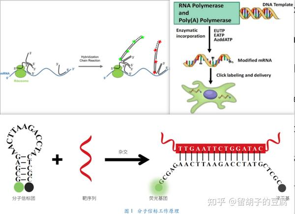 荧光碱基类似物标记RNA，实现从递送到翻译的全局活细胞成像。 - 知乎