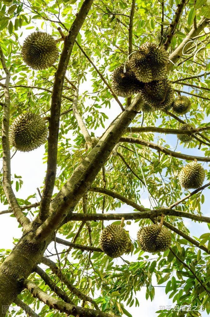 东南亚水果之王马来西亚猫山王榴莲的故事榴金之恋专题