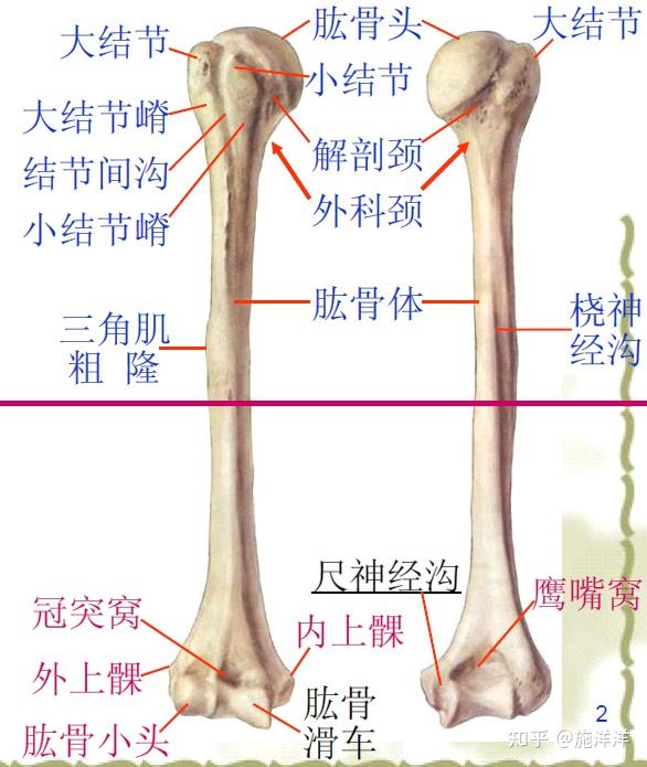 肘关节功能解剖与骨折