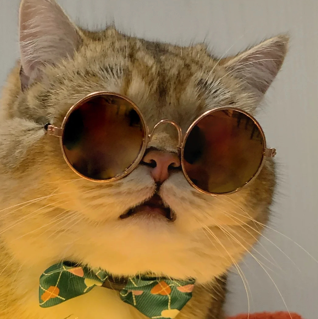 可爱又正经的搞笑头像超级适合你