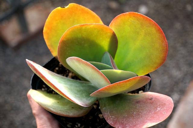 大型多肉植物的品种有哪些?