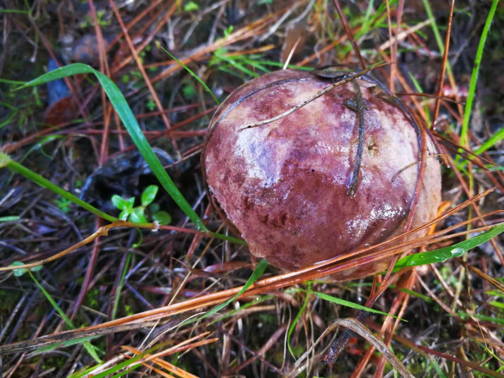 山野藏珍馐:紫盖牛肝菌 - 知乎