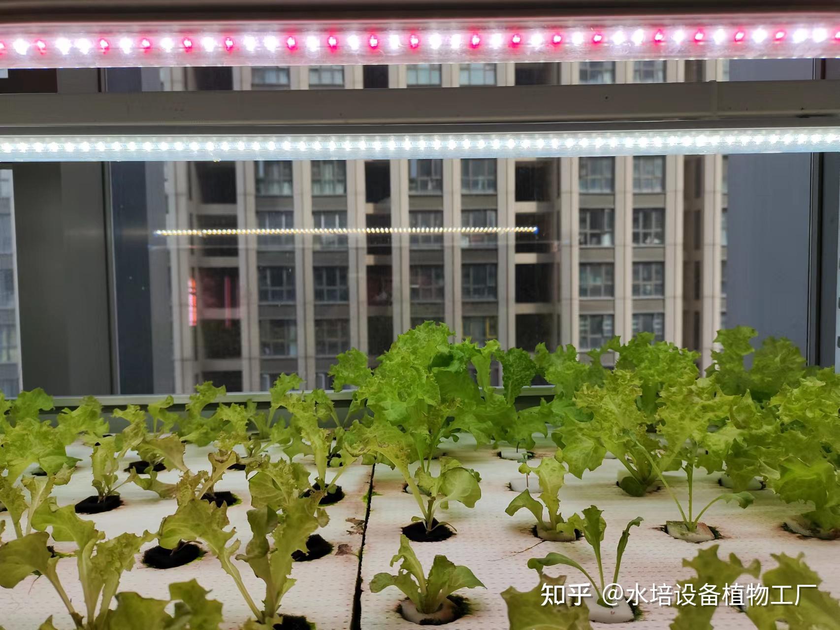 疫情在家,在室内种植水培蔬菜,长得快,不用担心没菜吃 - 知乎