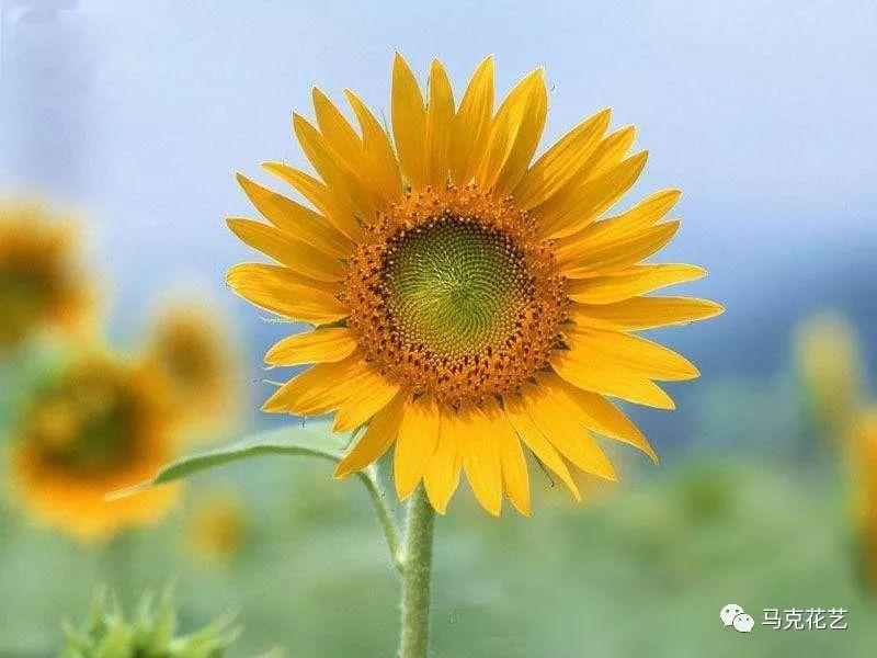 v2-26cc9db1c33c4263d66d641f5f555392_1440w.jpg?source=172ae18b