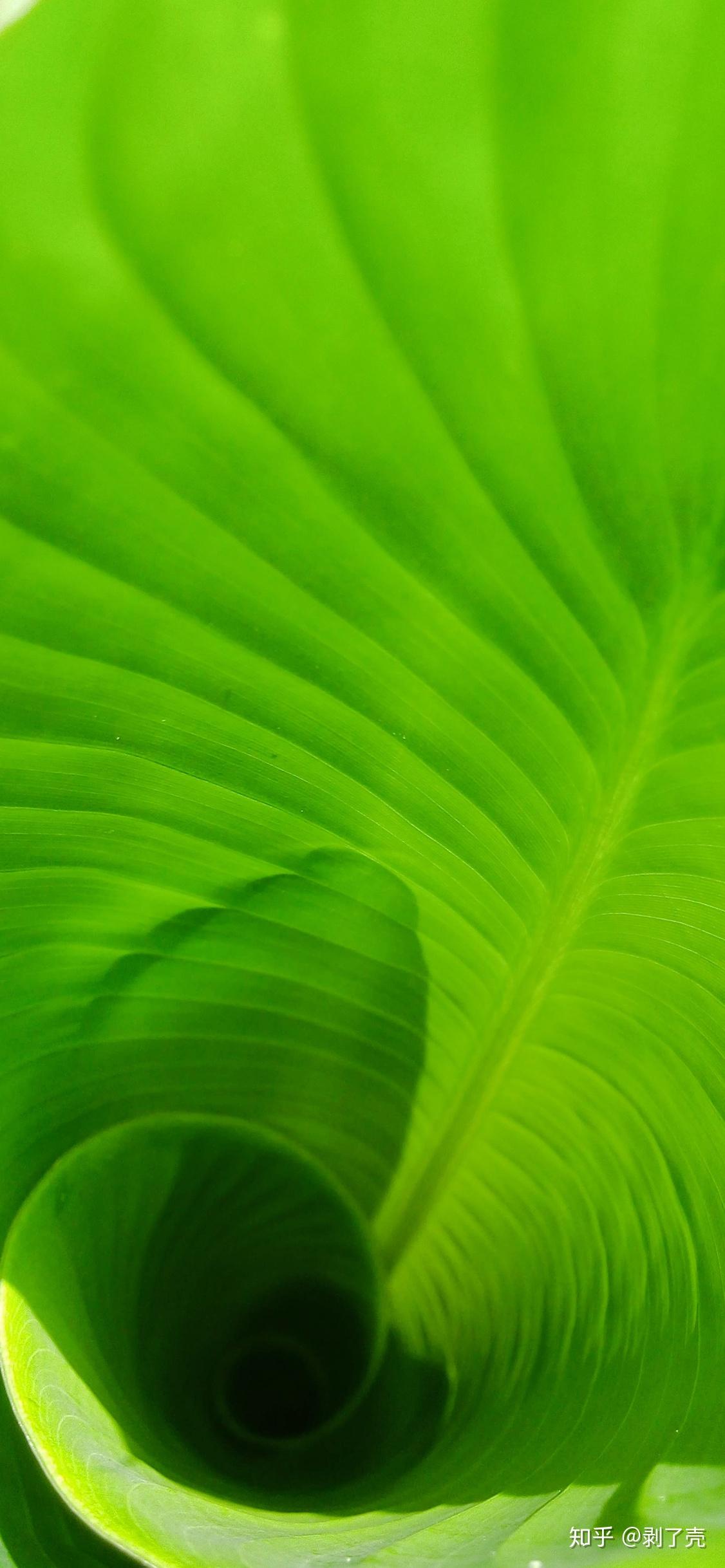 有没有绿色系的好看的壁纸