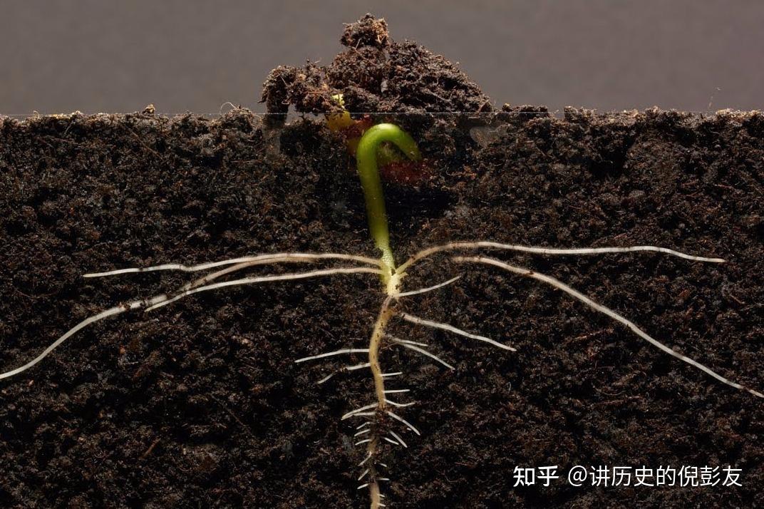 老家,他看到王家那里团团圆圆的气氛,他那颗仇恨的种子就不断生根发芽