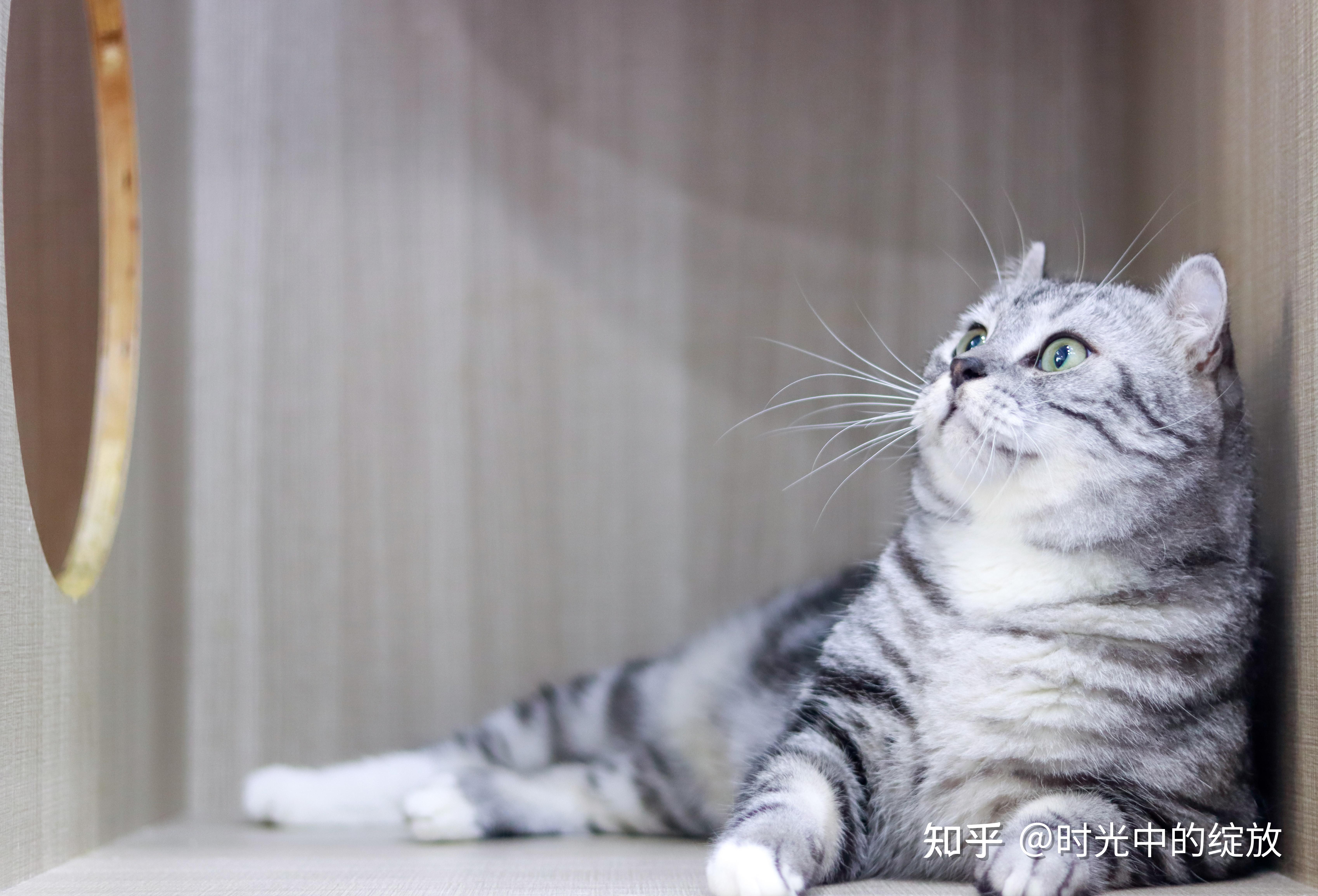 猫奴必看中外猫咪品种大全附精美剧照